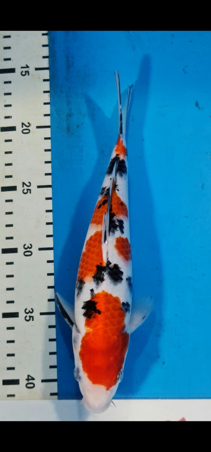 Juara 3