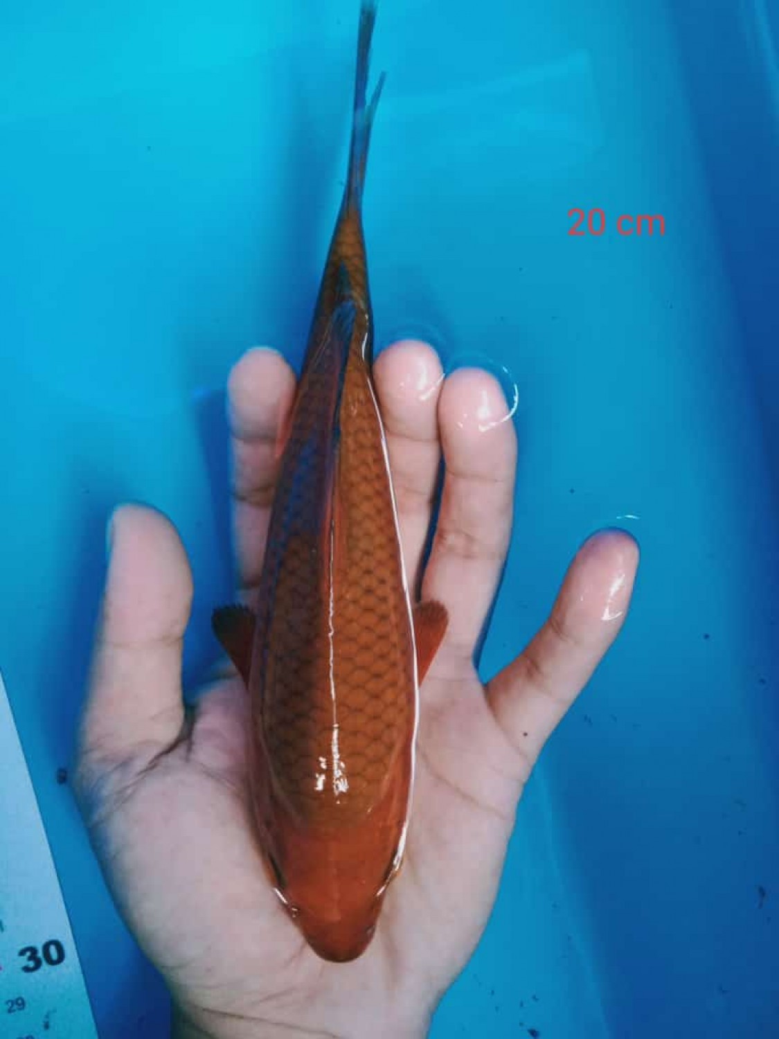 Juara 3
