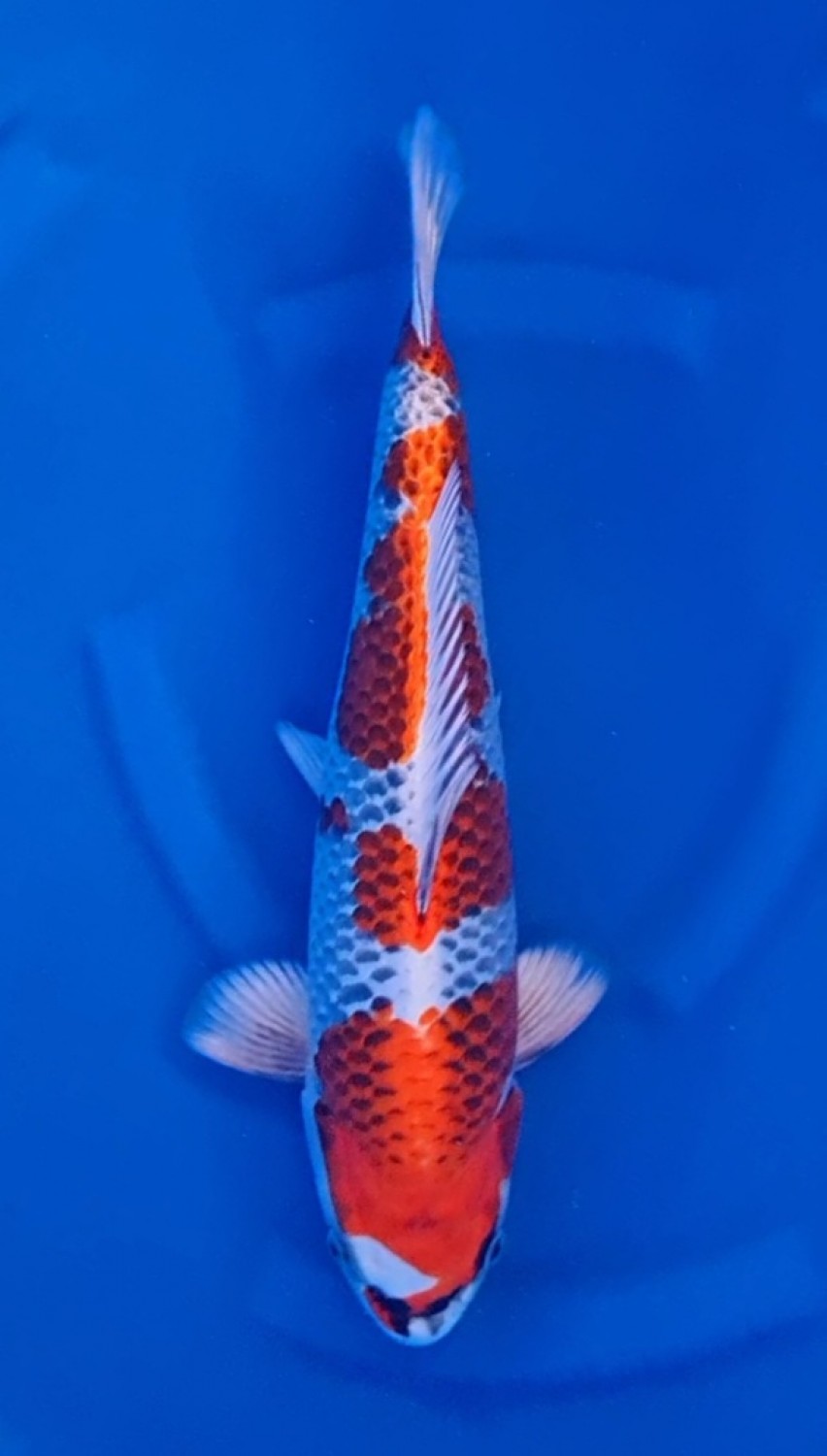 Juara 1