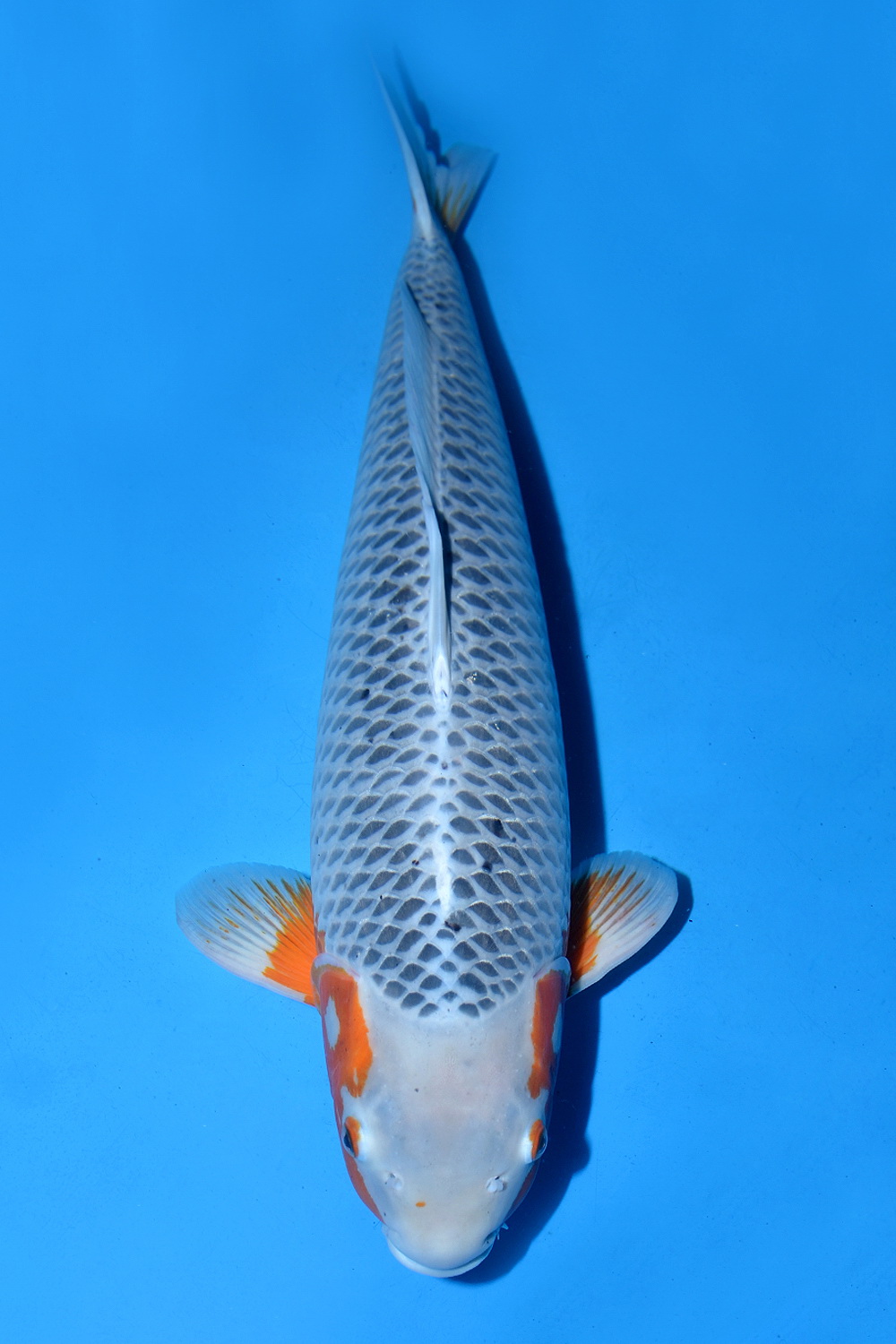 Juara 1
