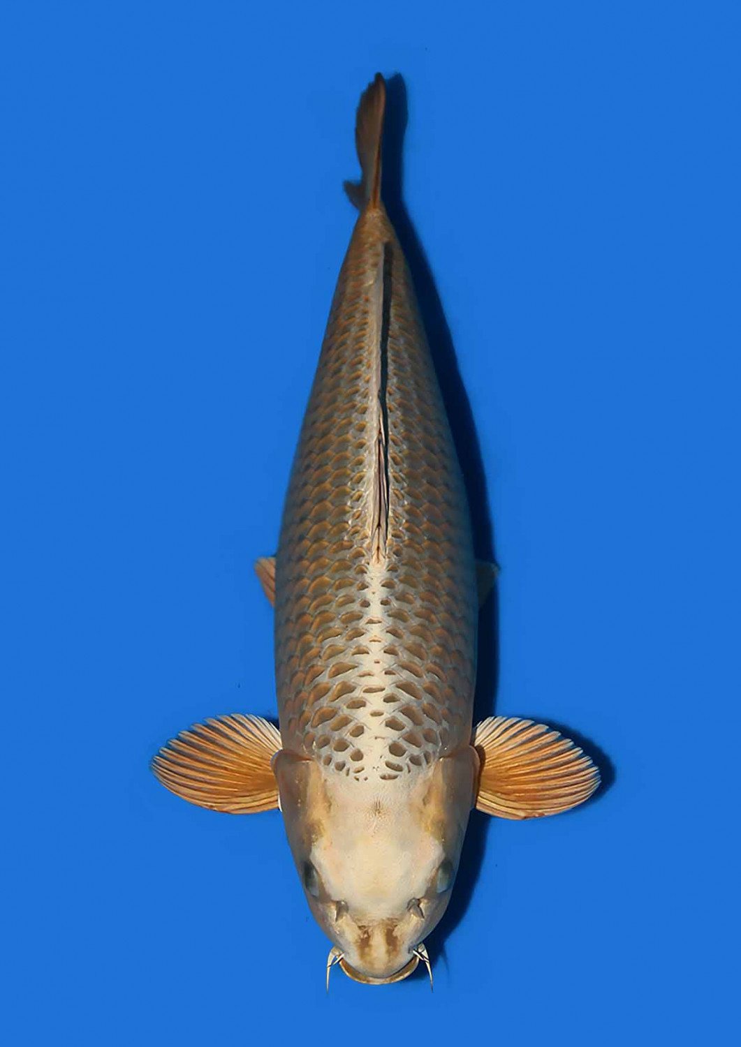 Juara 4