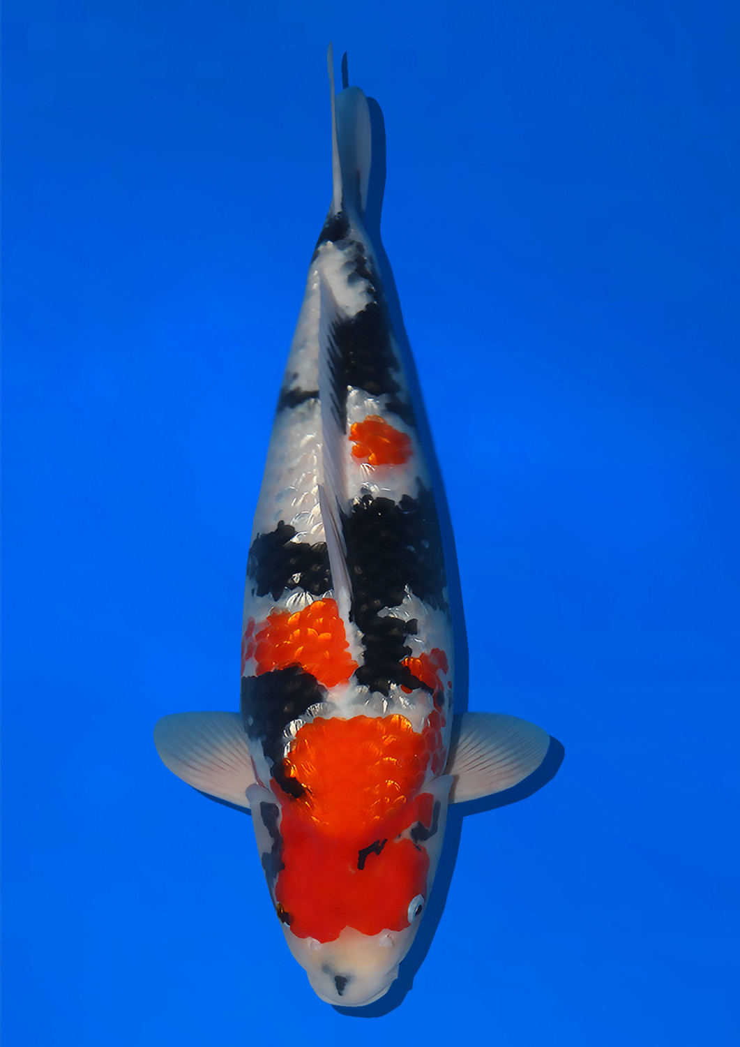Best In Size B 51 - 55 cm