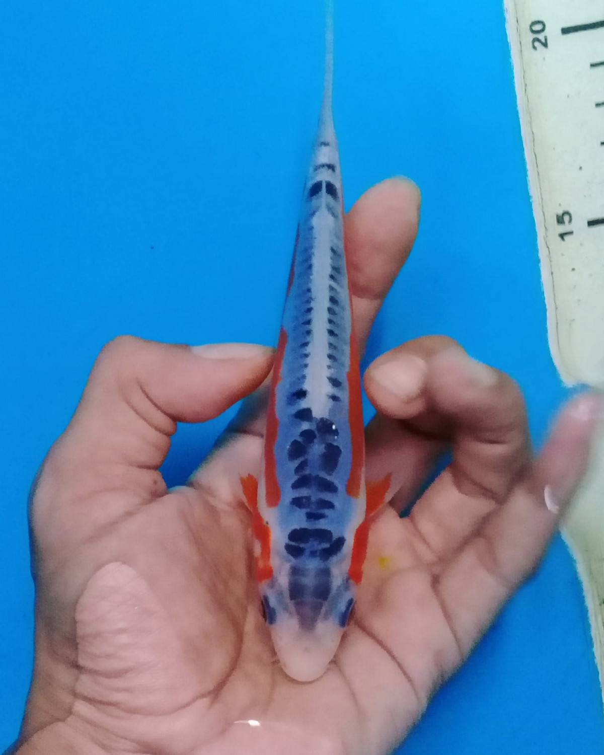 Juara 4