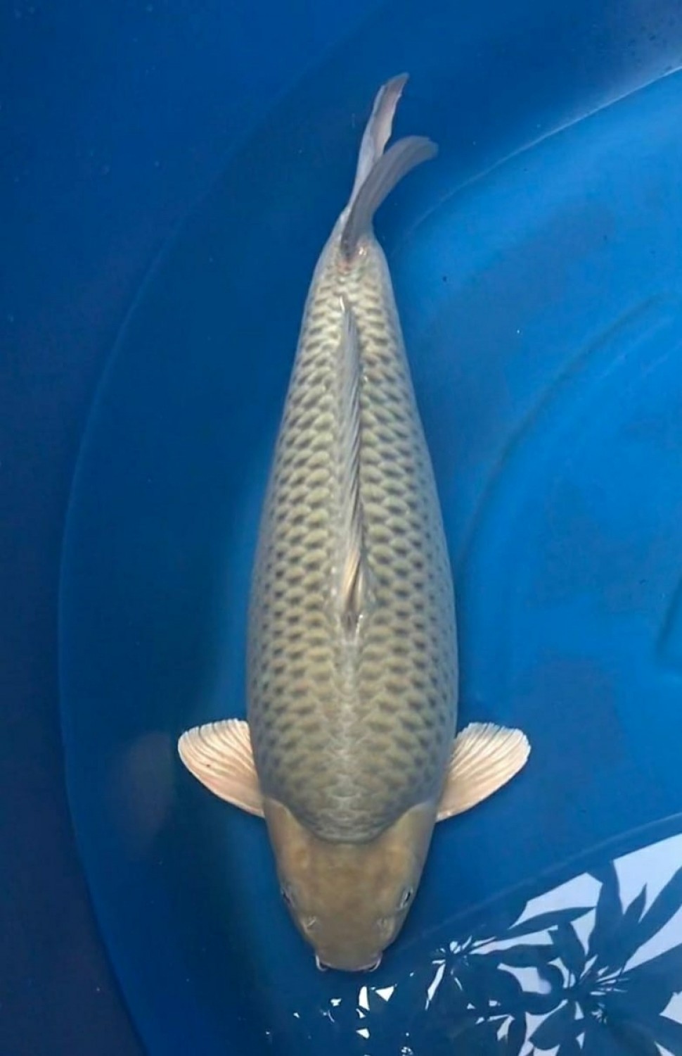 Juara 1