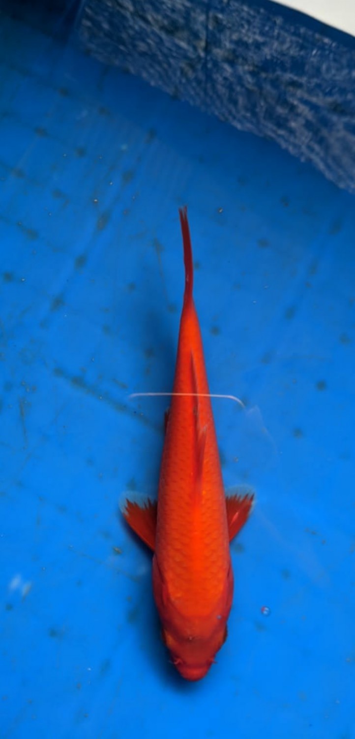 Juara 1