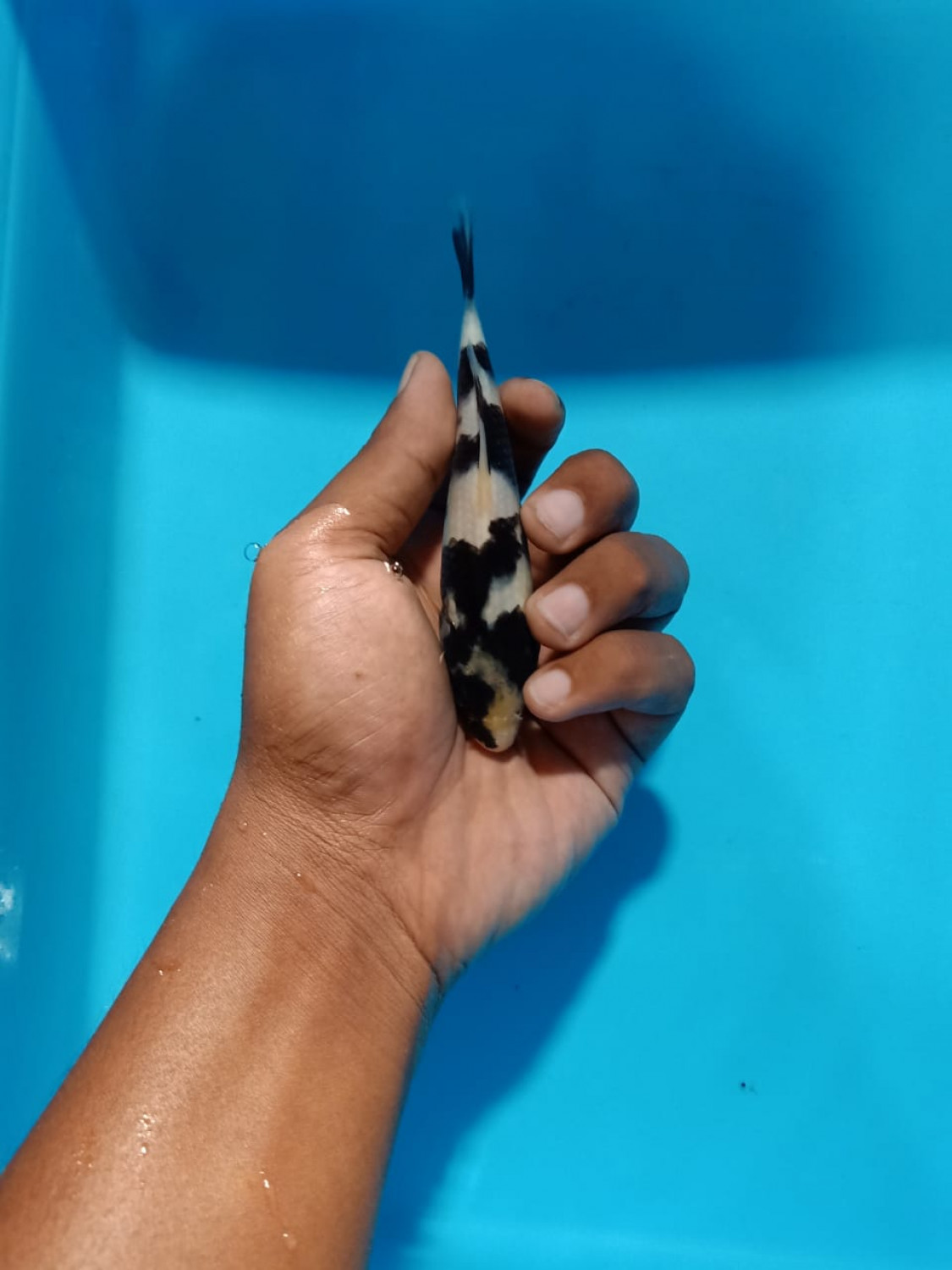 Best In Size B Up 12 cm