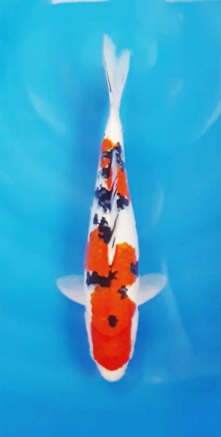 Juara 1