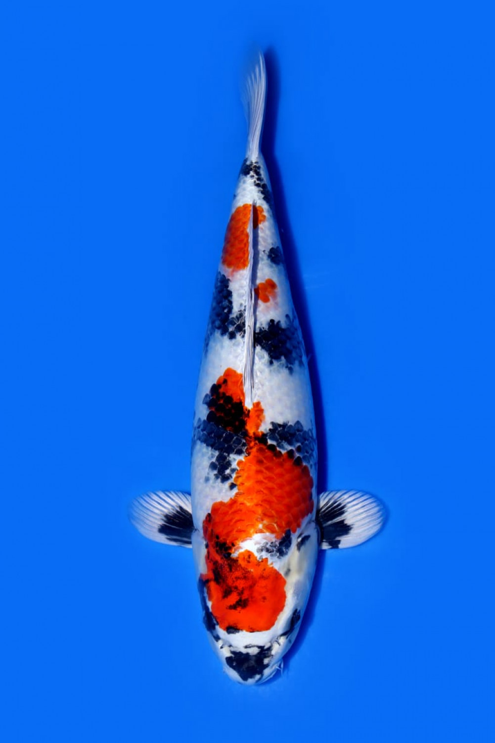 Best In Size D 51 - 55 cm
