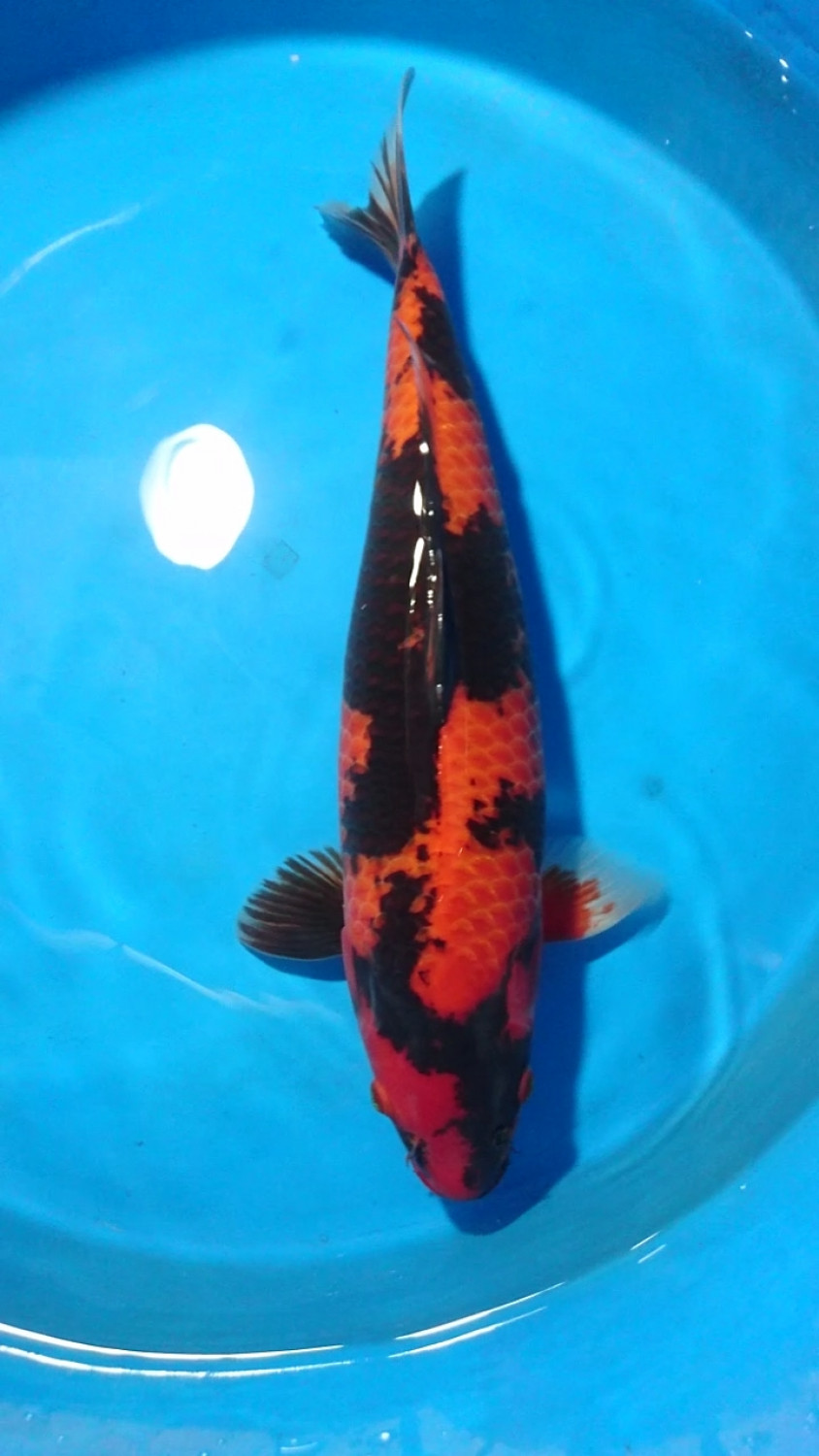 Juara 3