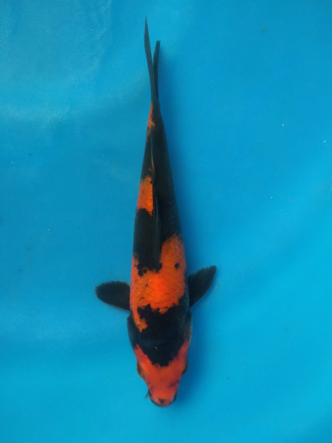 Juara 2
