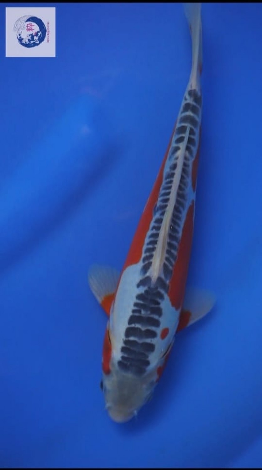 Best In Size D 21-25 Cm