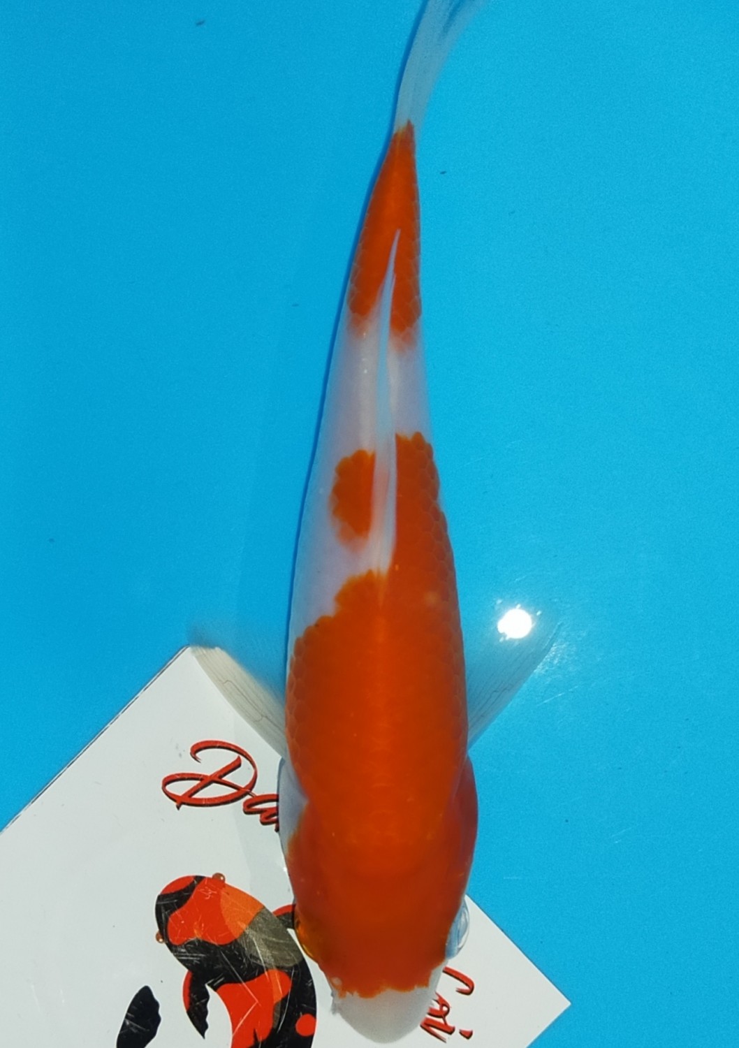 Juara 3