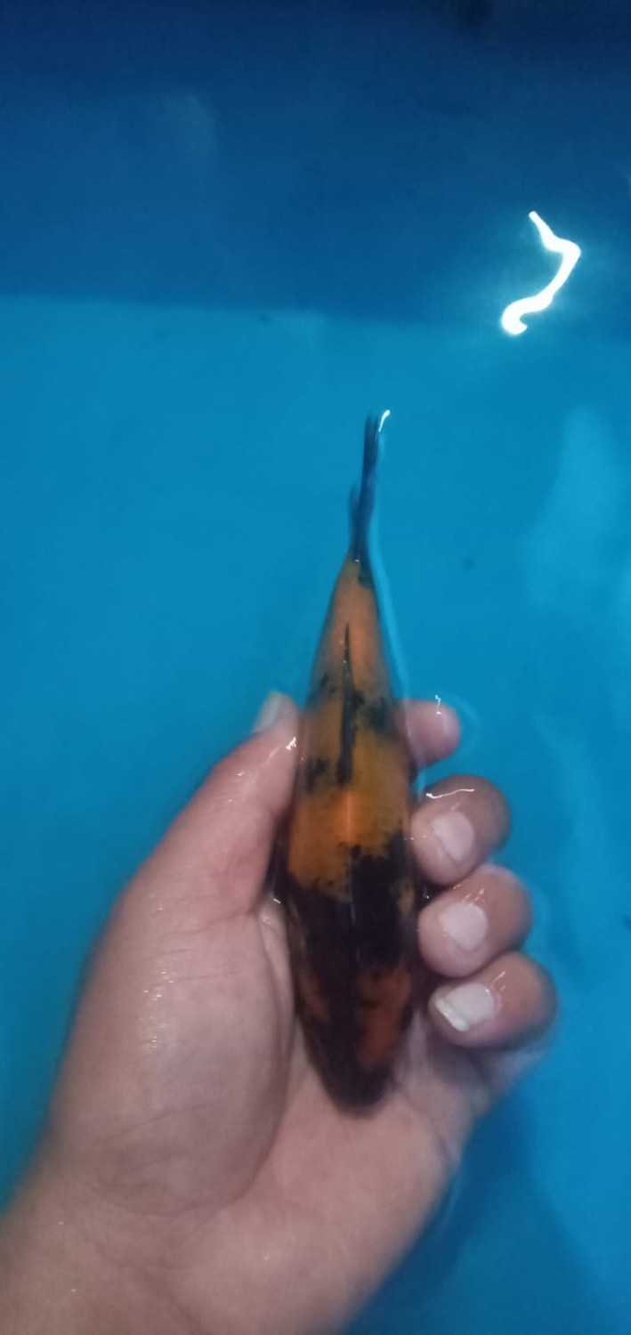 Juara 2