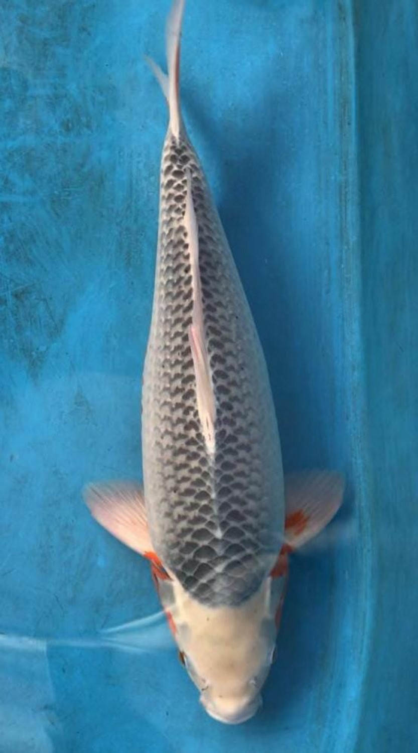 Juara 1