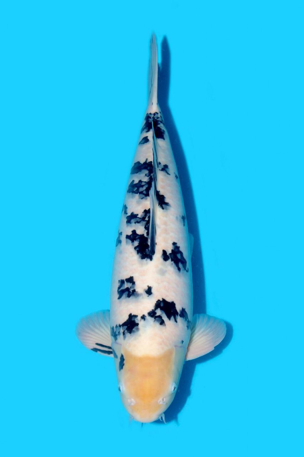 Juara 1