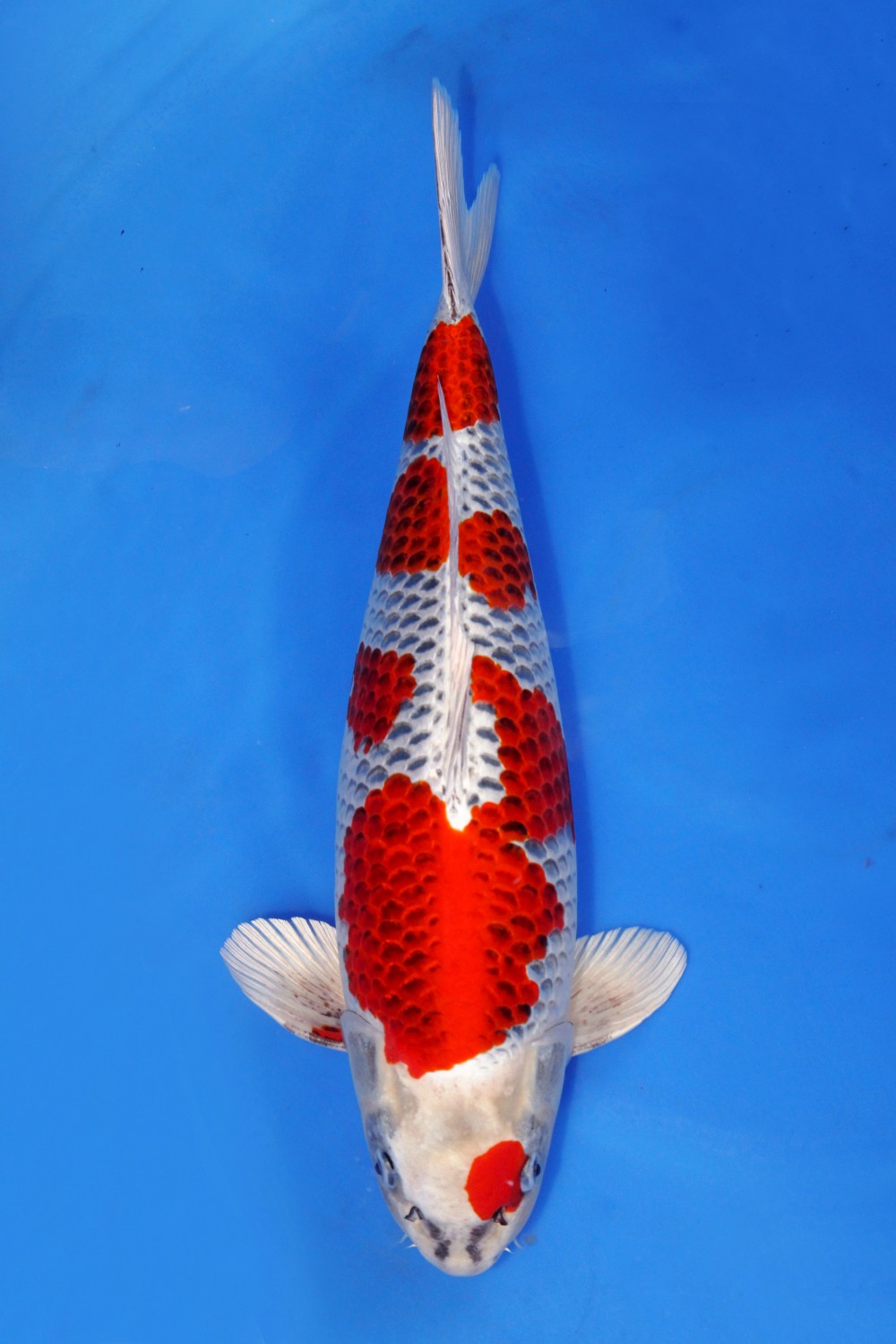 Juara 2