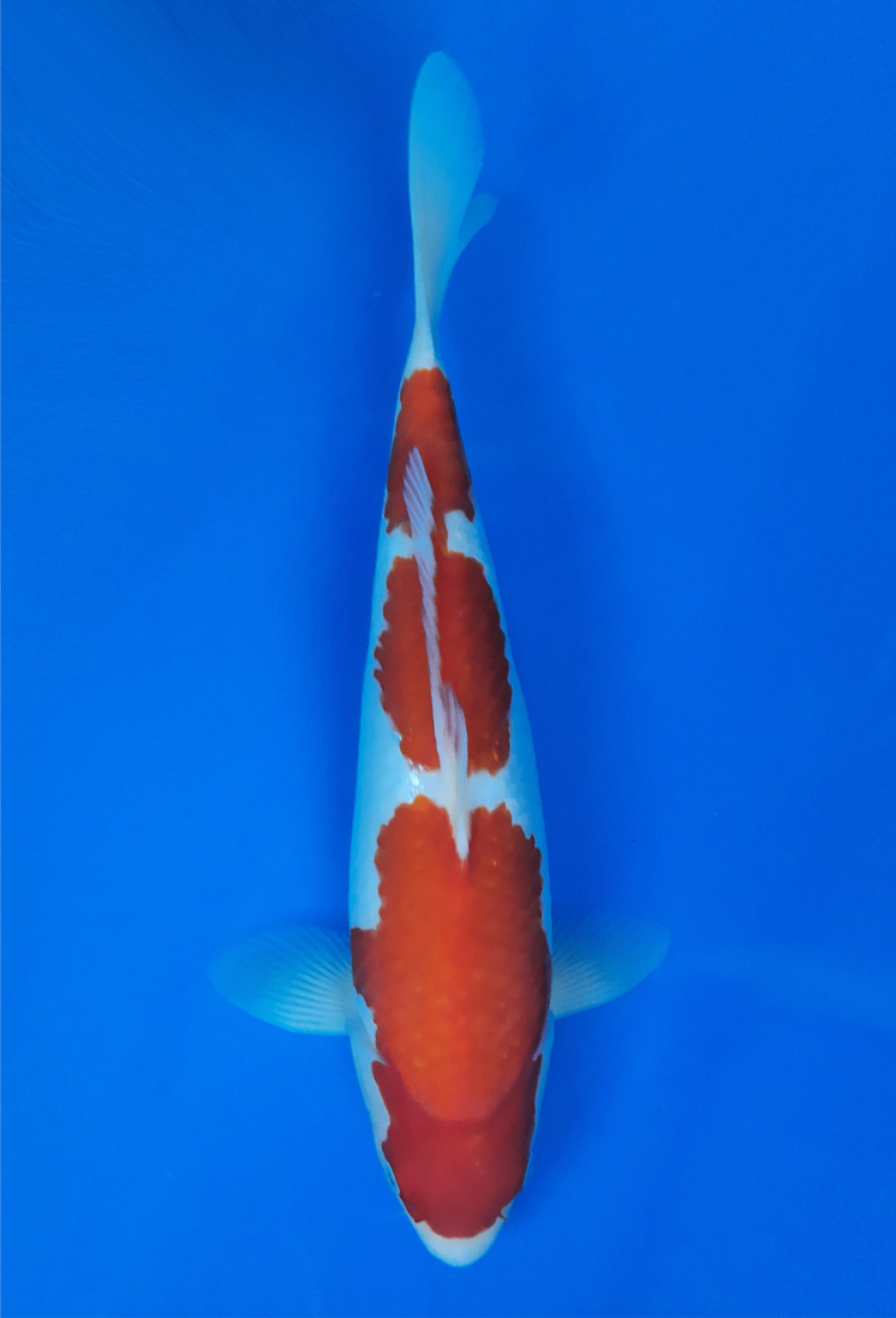 Juara 5