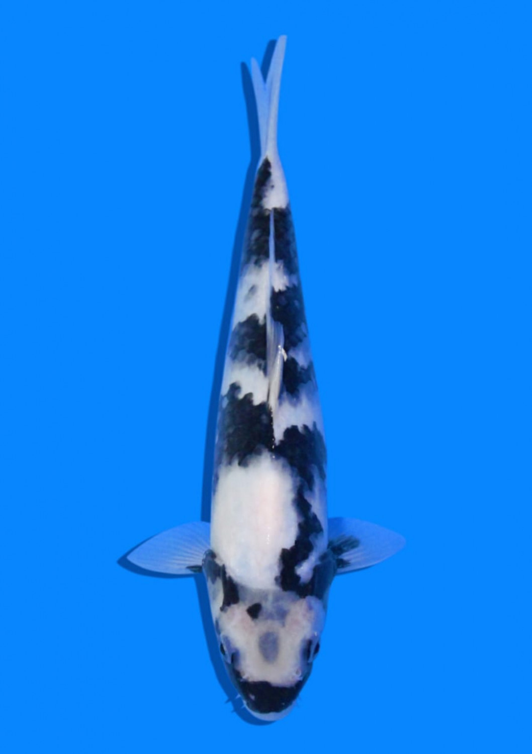 Juara 1