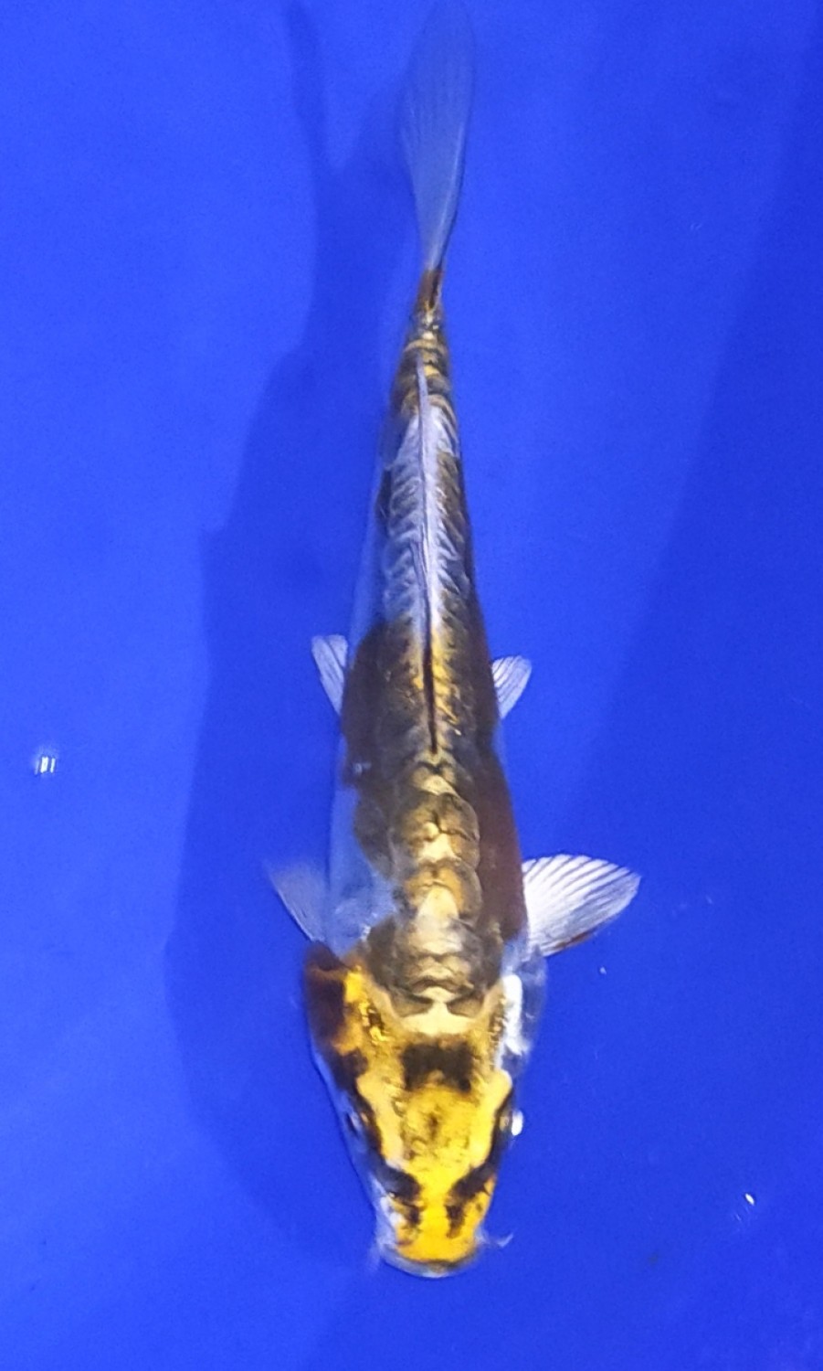 Juara 1