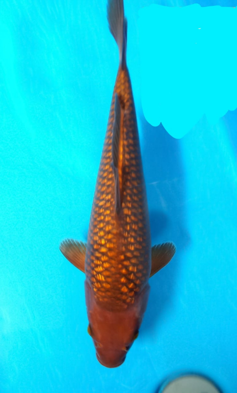 Juara 3