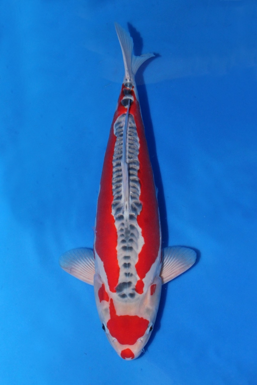 Best In Size D 46 - 50 cm