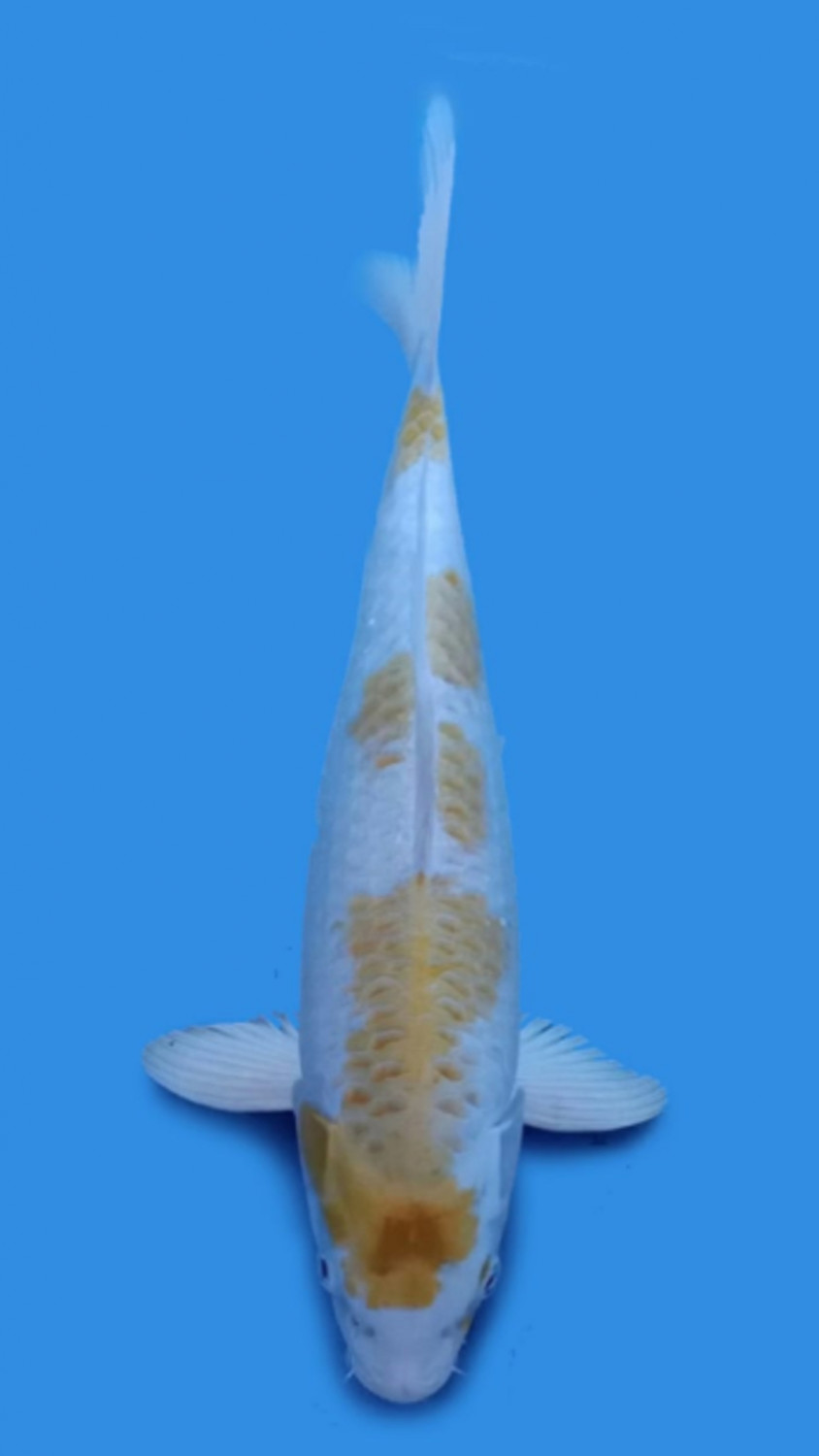 Juara 2