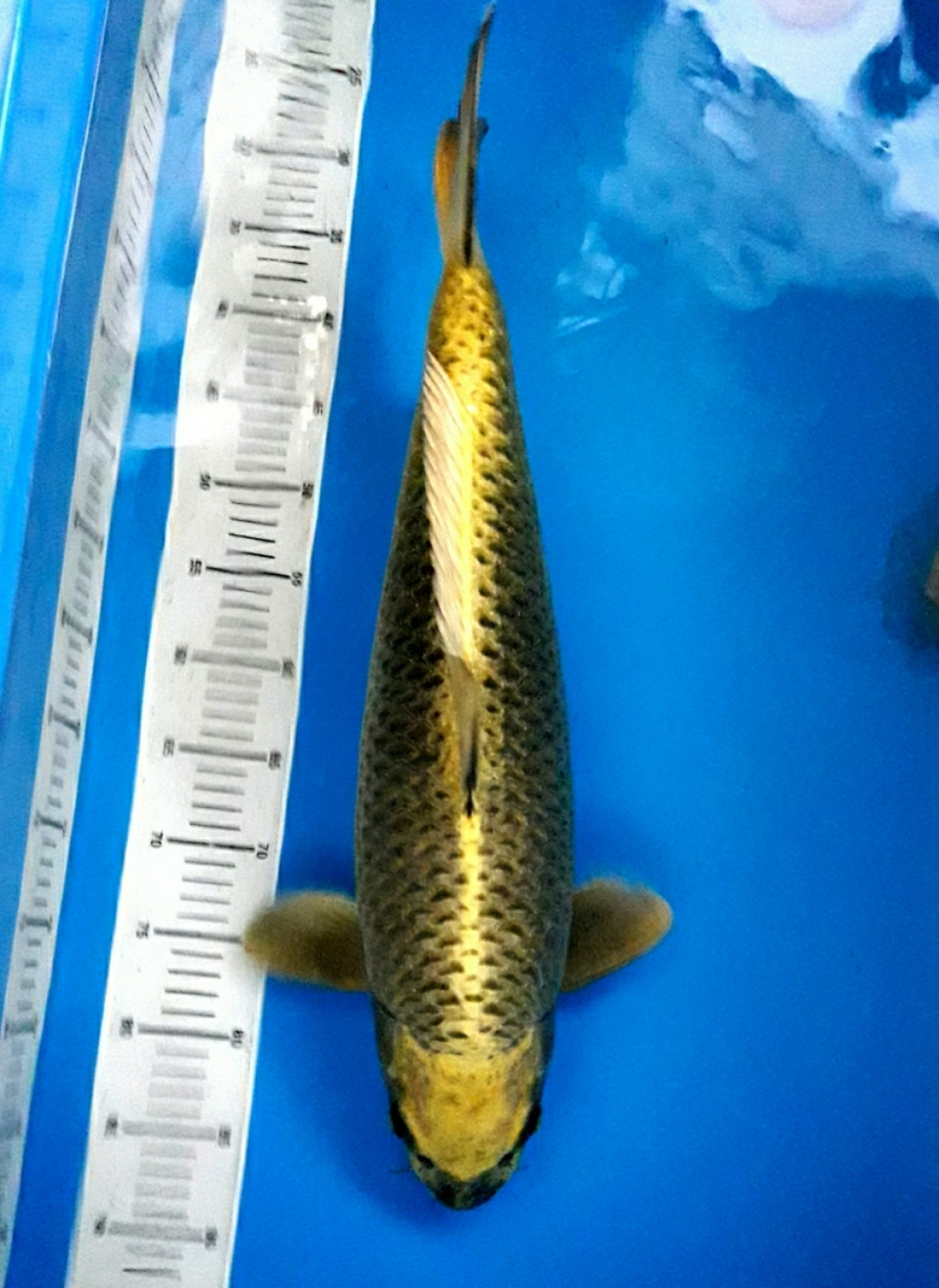 Juara 3