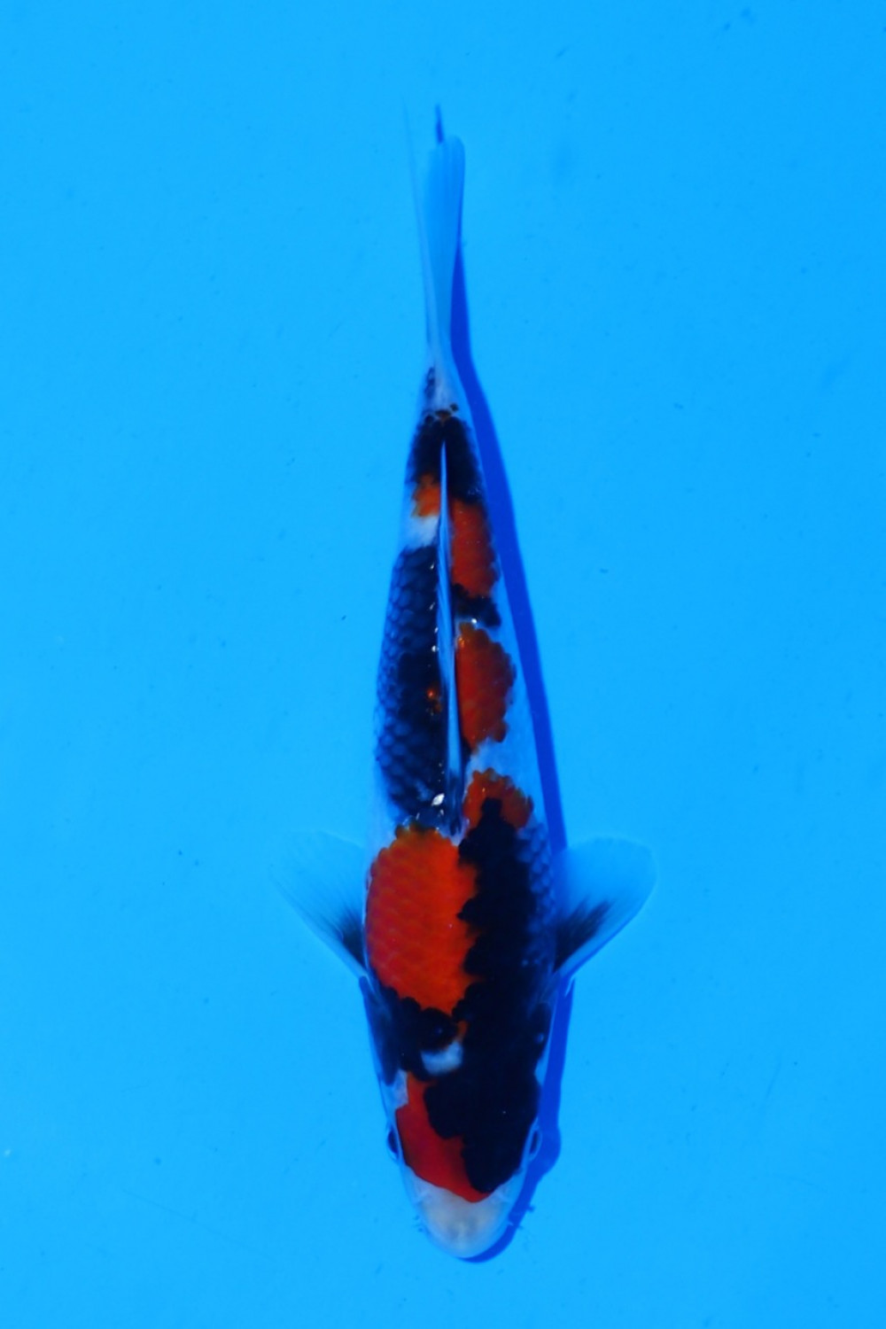 Juara 2