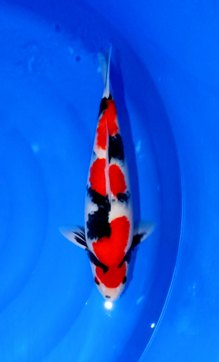 Juara 1