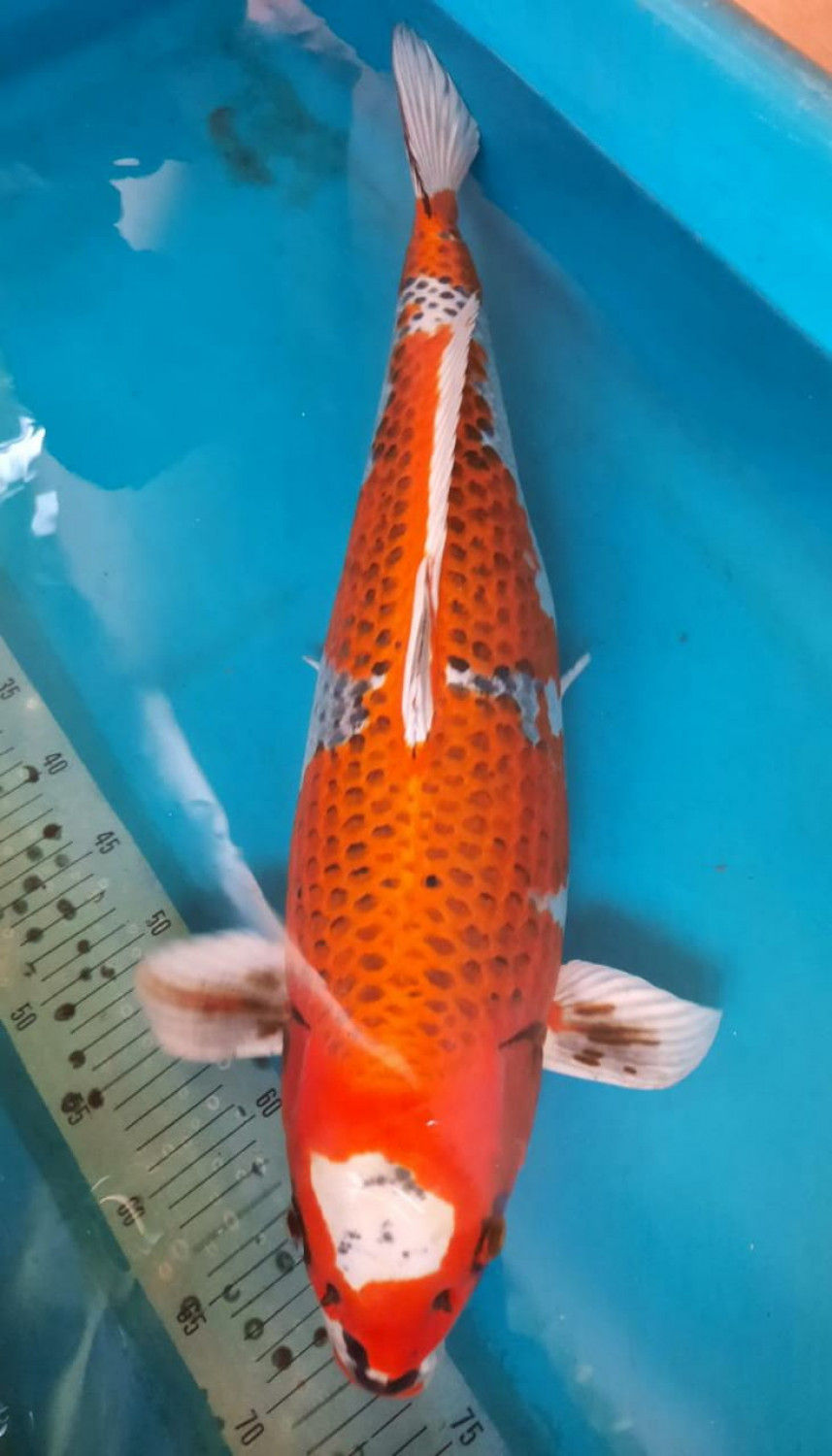 Juara 1