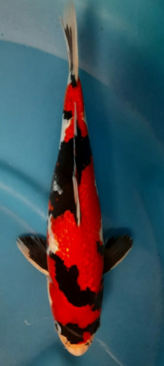 Juara 1