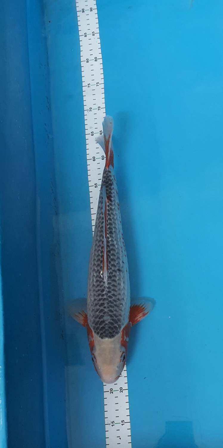 Juara 1