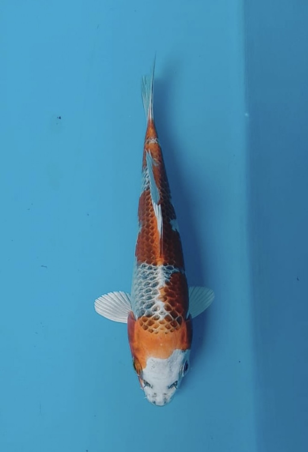 Juara 1