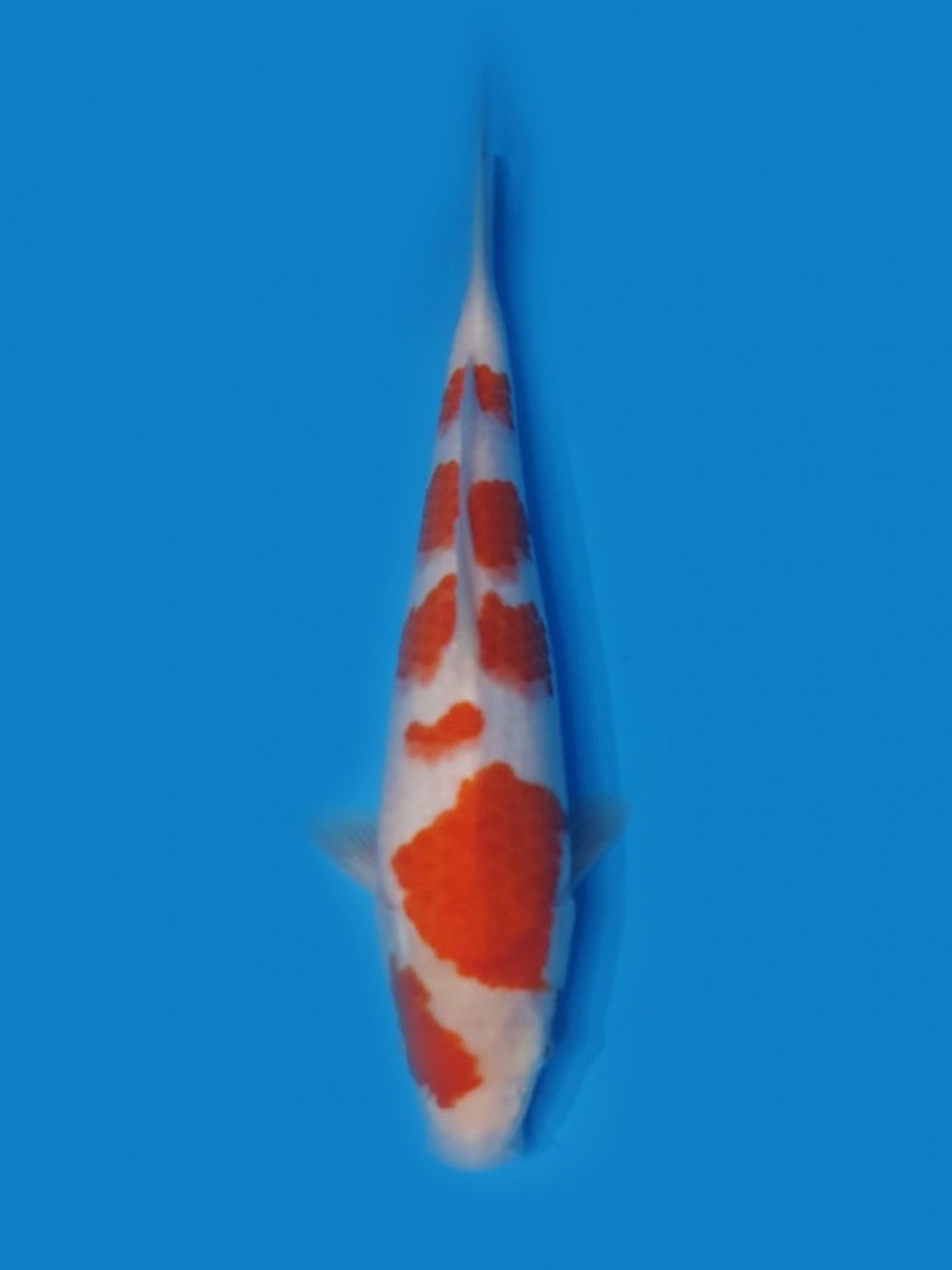Juara 4