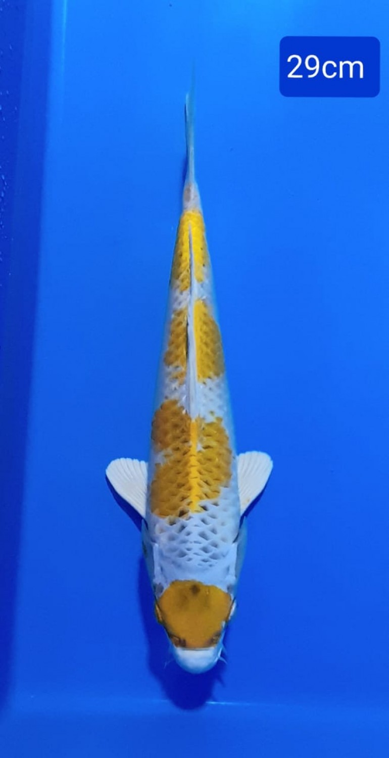 Juara 5