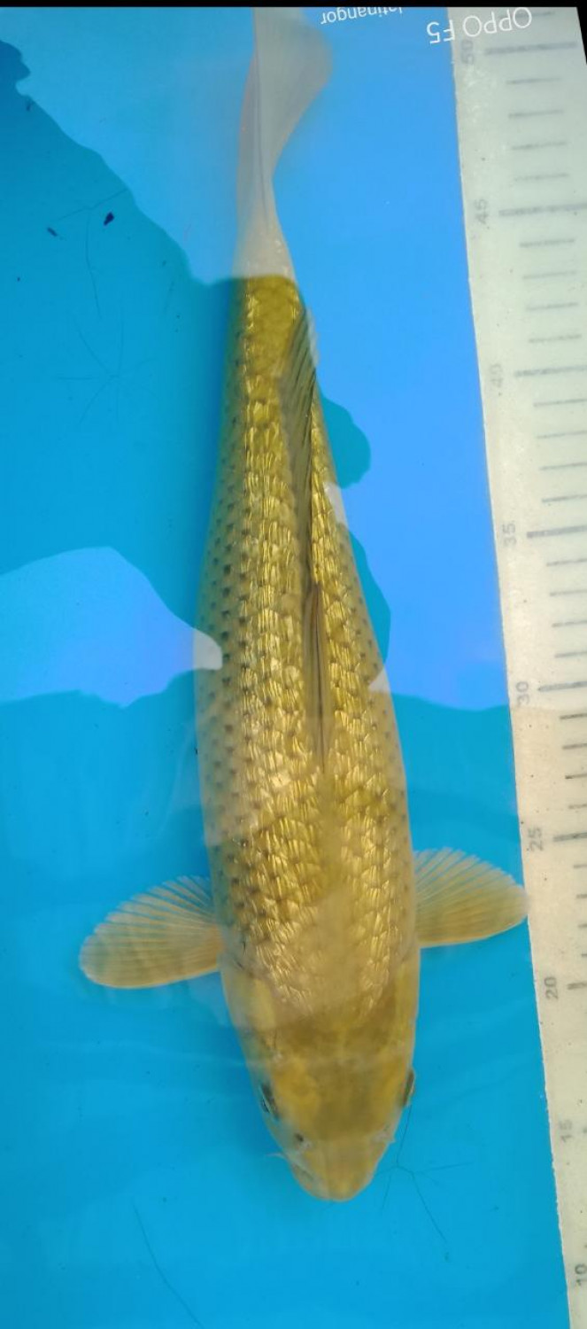 Juara 3