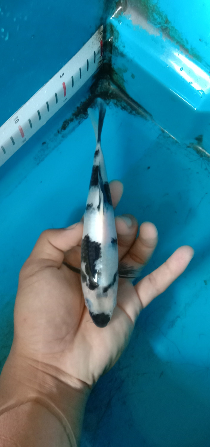 Juara 2