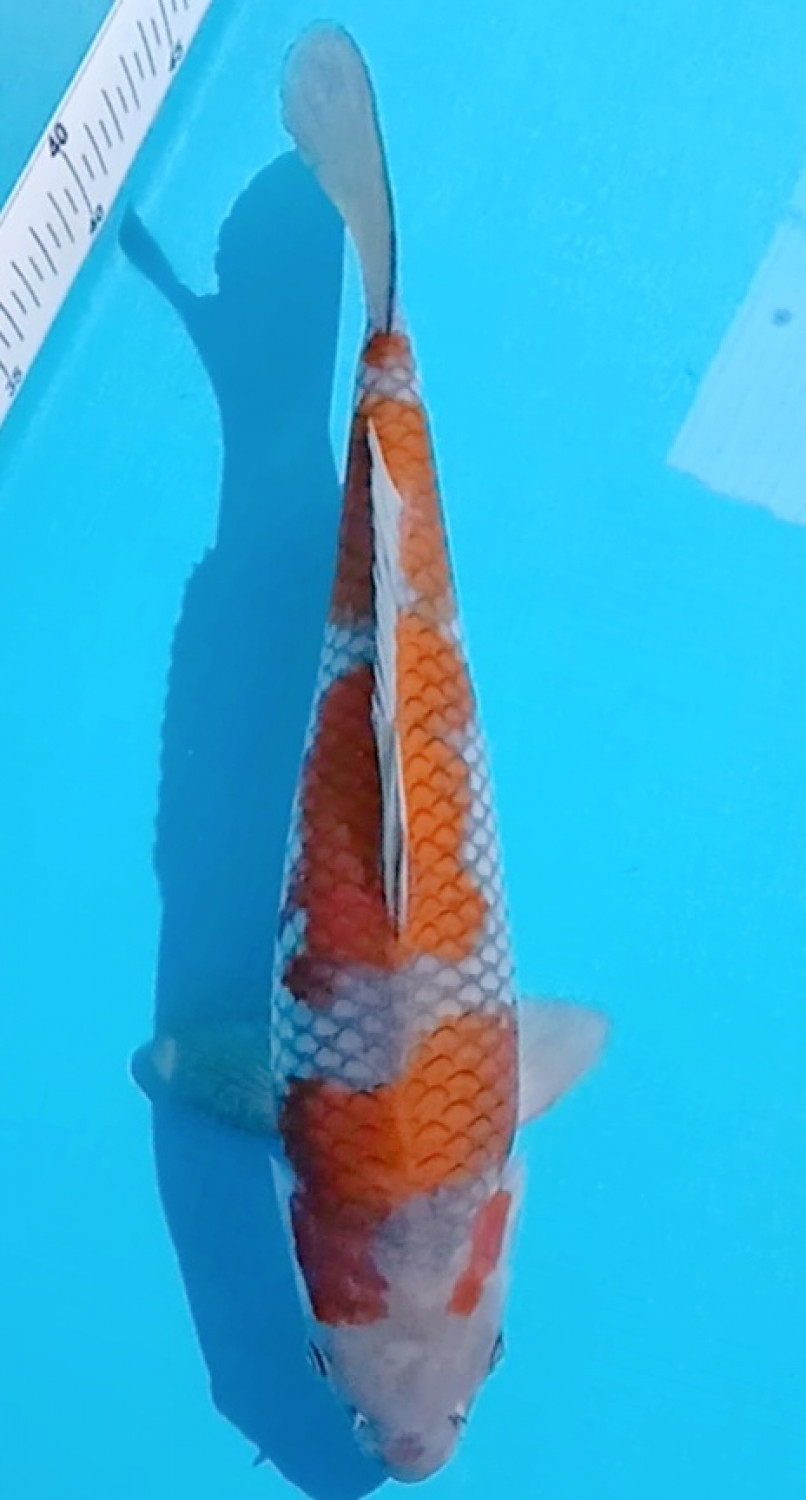 Juara 1