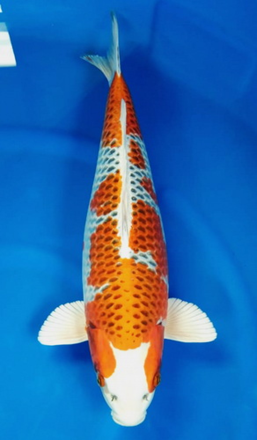 Juara 1
