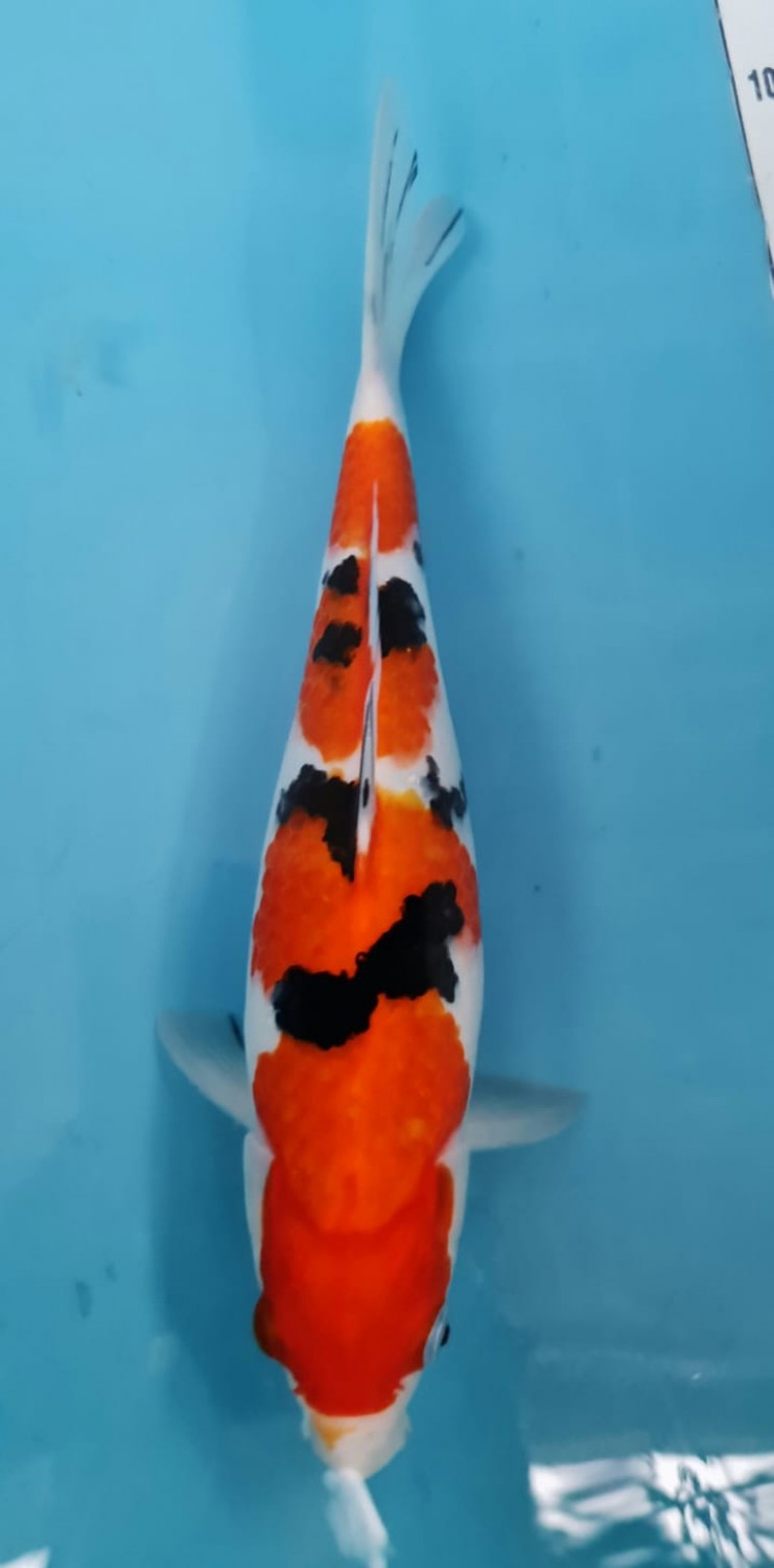 Juara 3