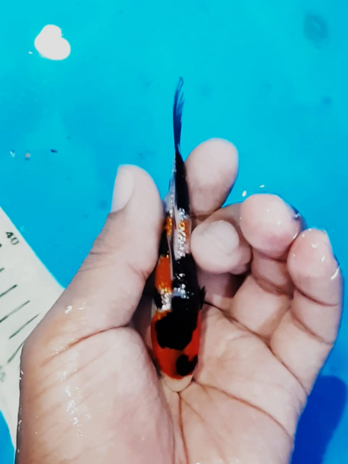 Best In Size B Up 10 cm