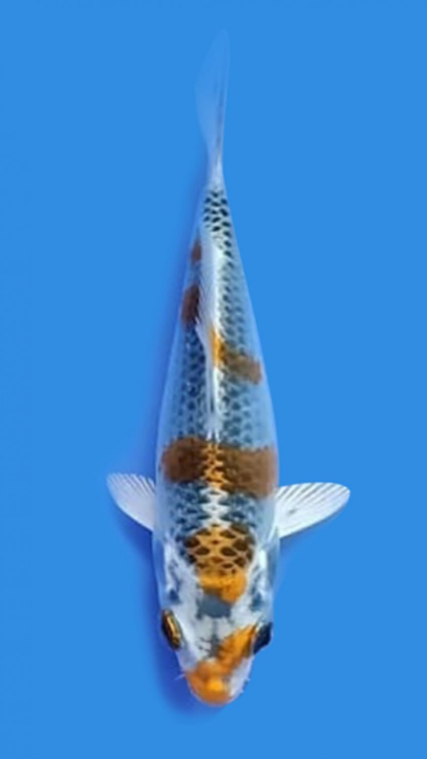 Juara 2