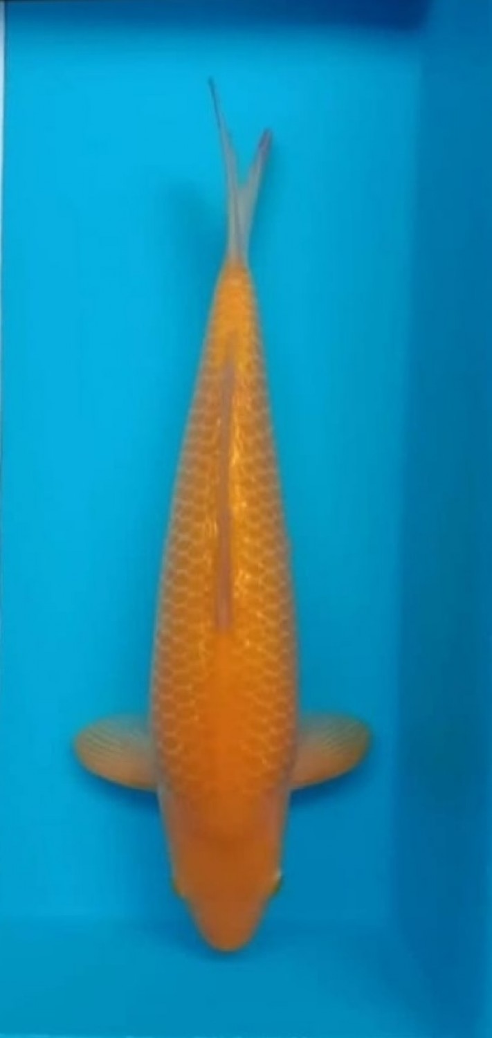 Juara 2