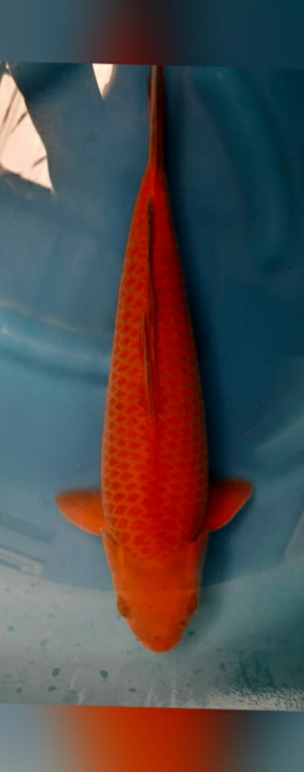 Juara 1