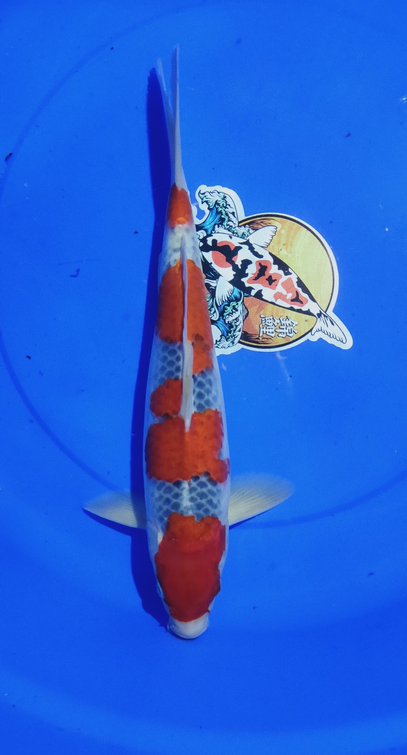 Juara 1