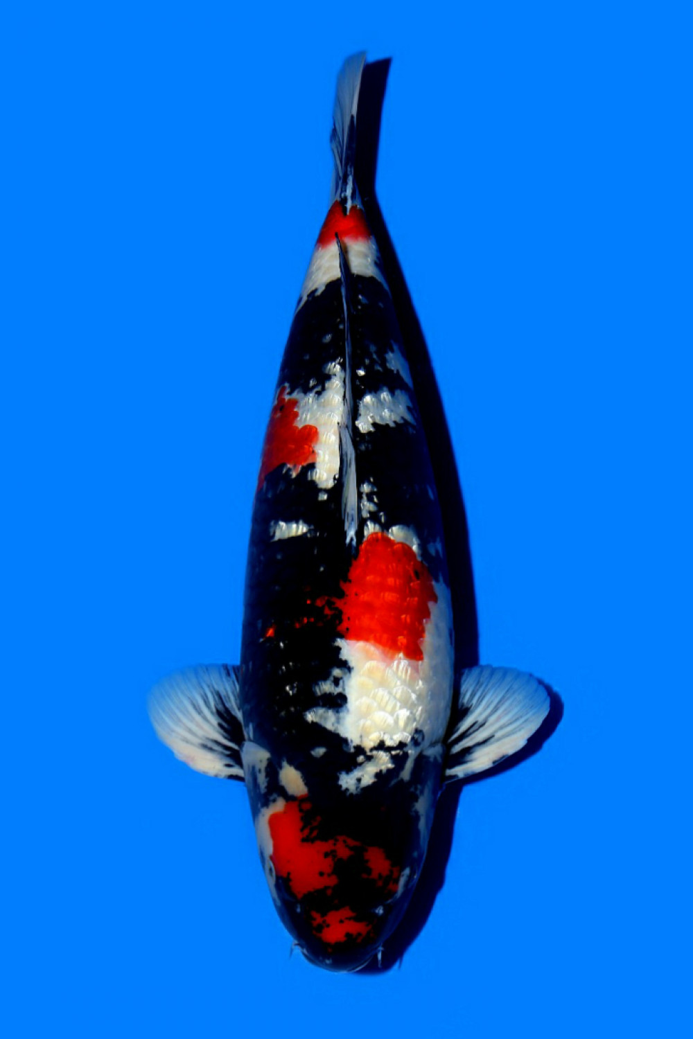 Juara 2