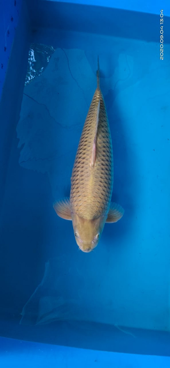Juara 2