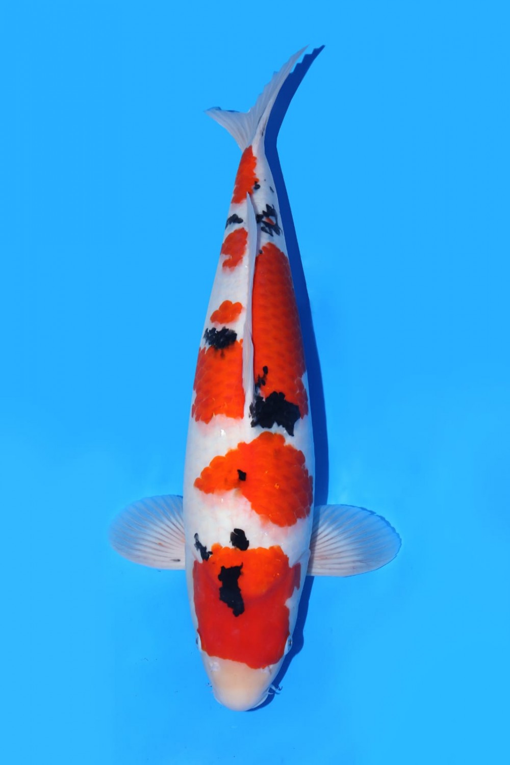 Juara 2