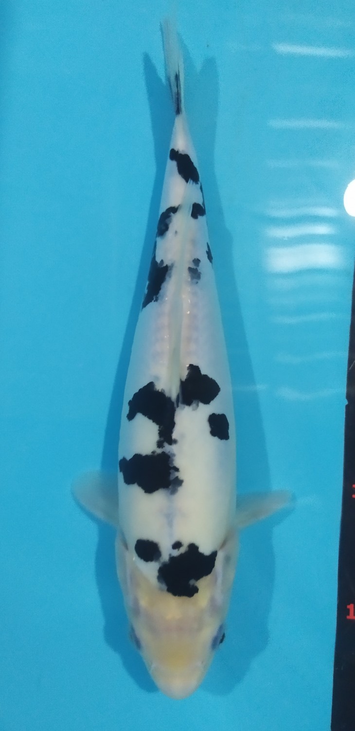 Juara 1