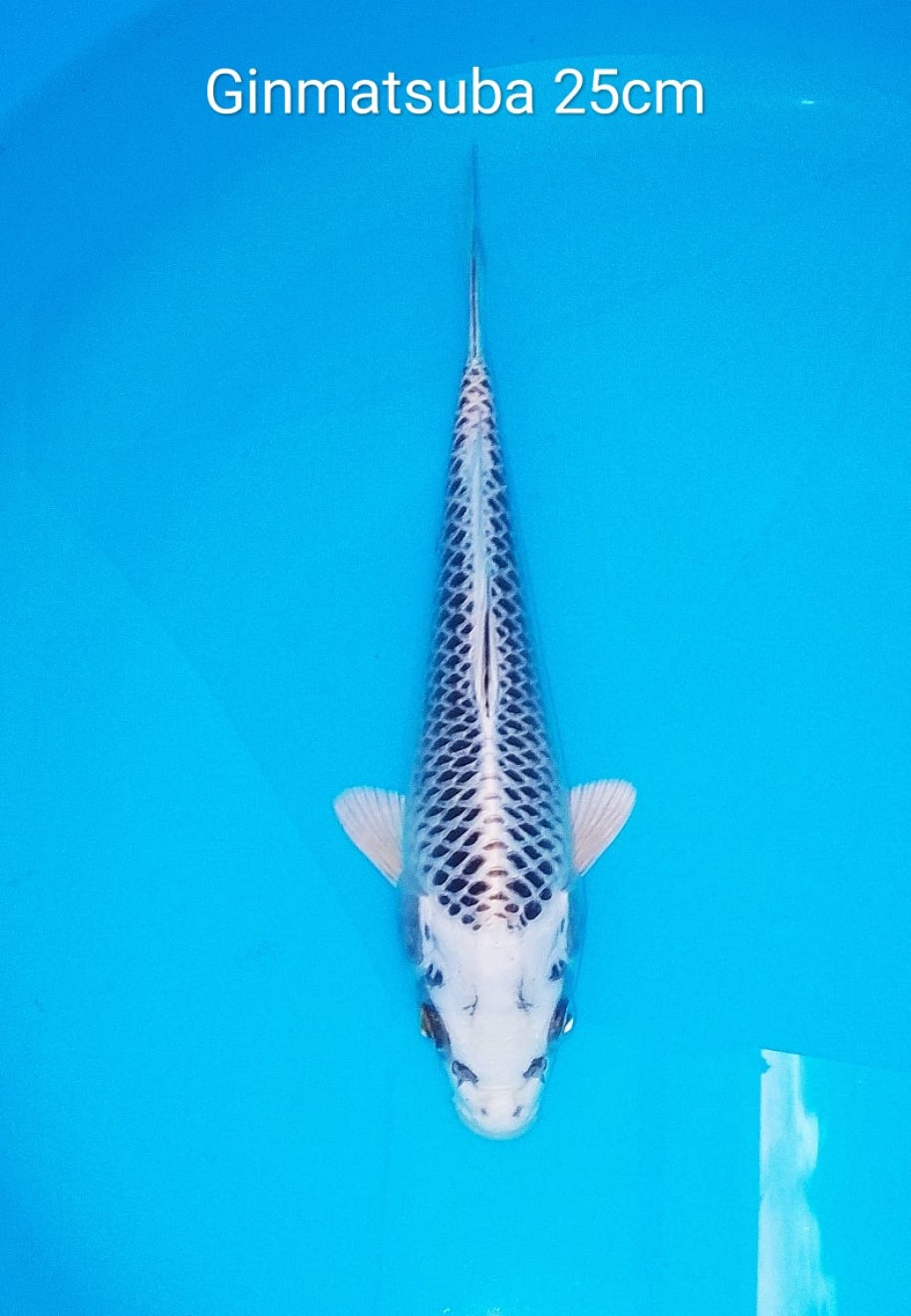 Best In Size E 21-25 Cm